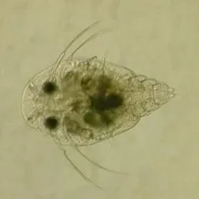 thumbnail for publication: Argulus (Fish Louse) Infections in Fish